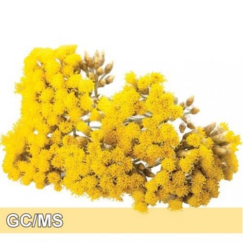 Helichrysum-永久花